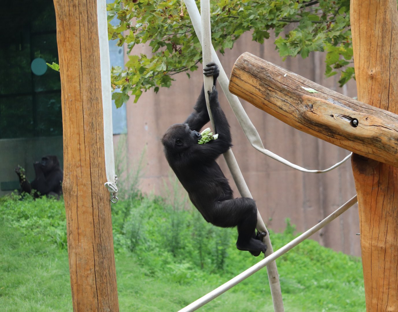 PECO Primate Reserve - Western Lowland Gorilla