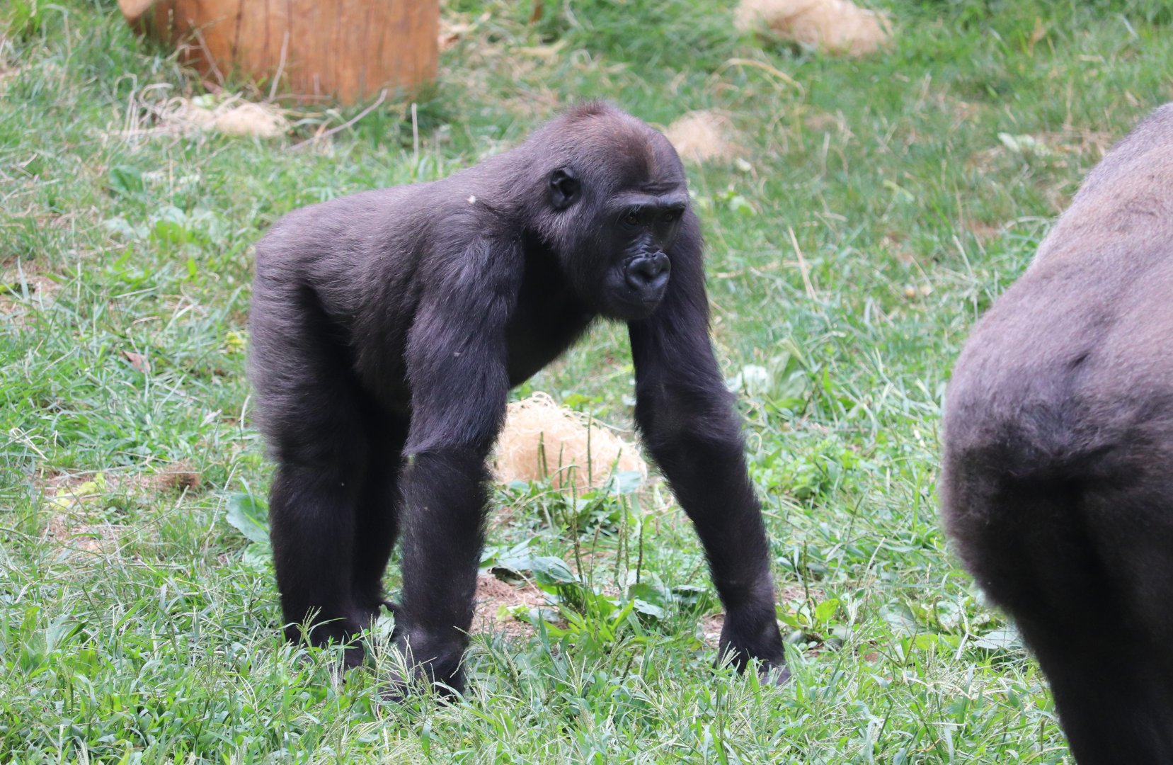 PECO Primate Reserve - Western Lowland Gorilla