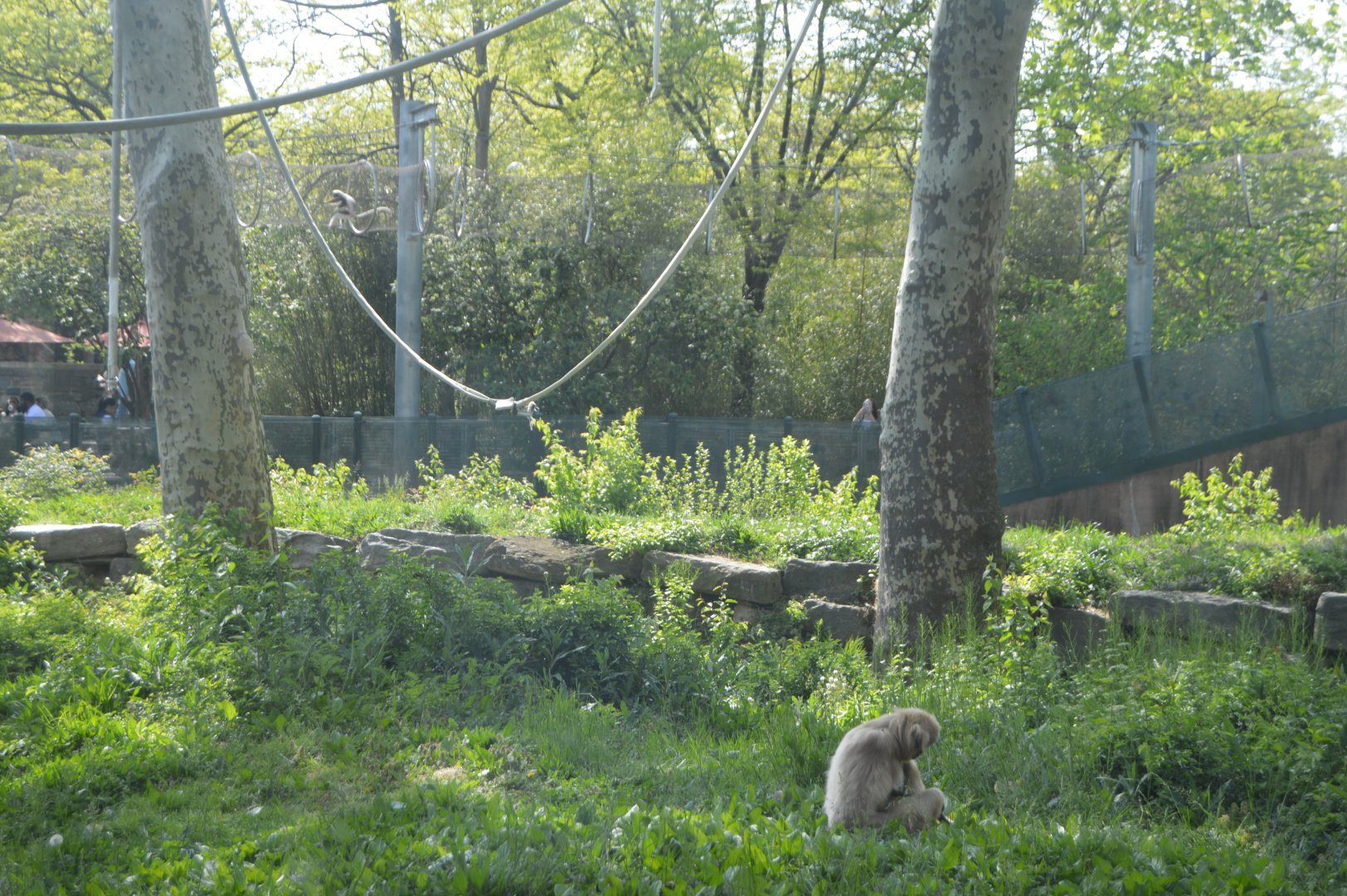 PECO Primate Reserve - White-handed Gibbon (Hylobates lar) and Coquerel's Sifaka (Propithecus coquereli)