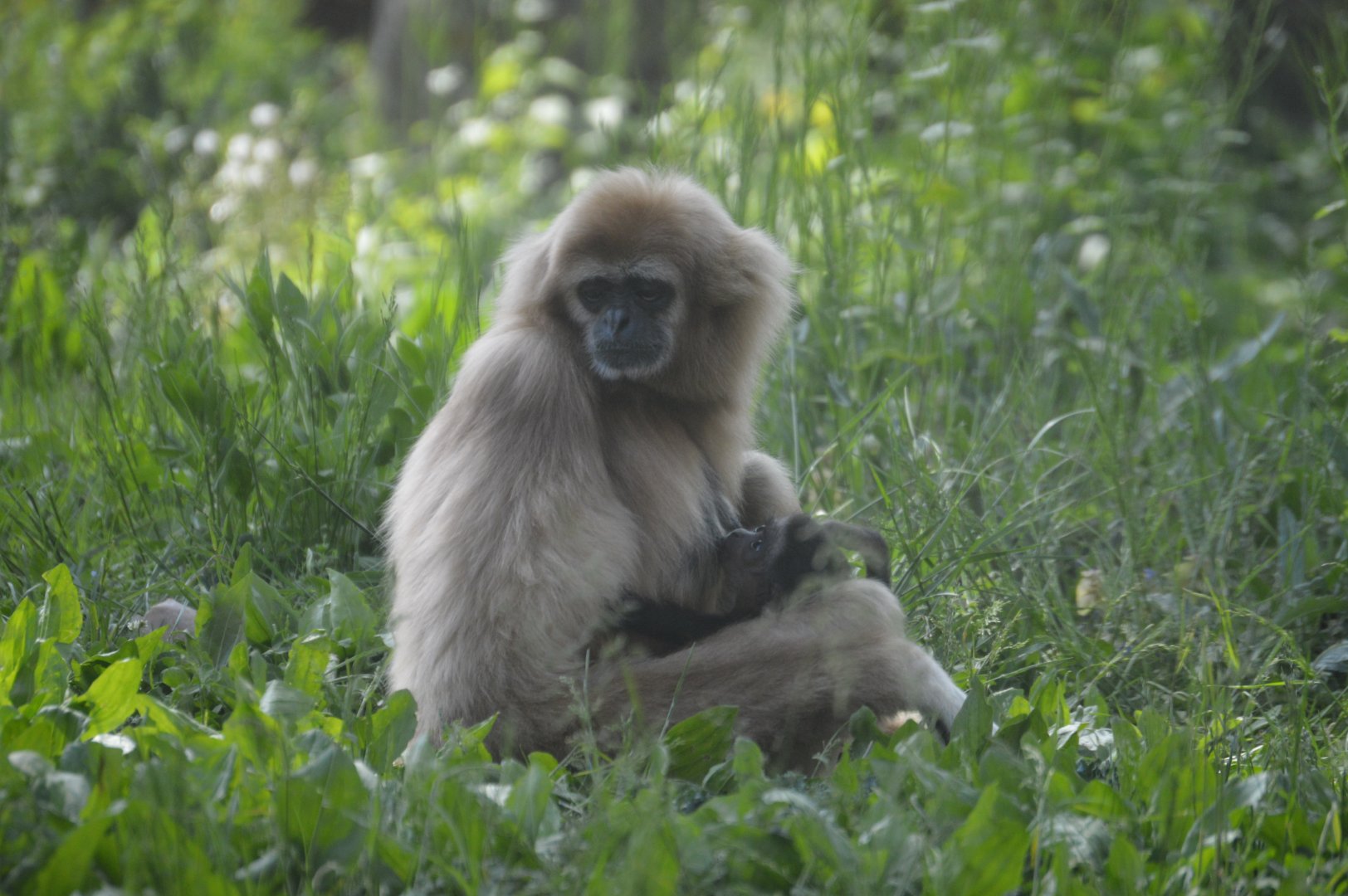 PECO Primate Reserve - White-handed Gibbon (Hylobates lar) - Mother Phoenice and Infant Eros