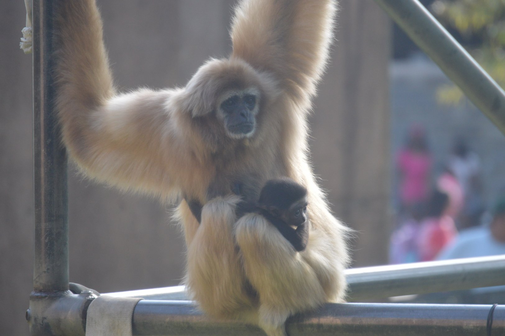 PECO Primate Reserve - White-handed Gibbon (Hylobates lar) - Mother Phoenice and Infant Eros