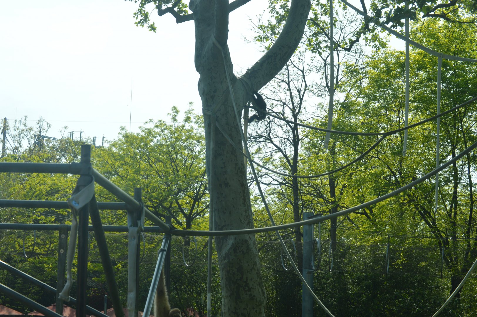 PECO Primate Reserve - White-handed Gibbon (Hylobates lar)