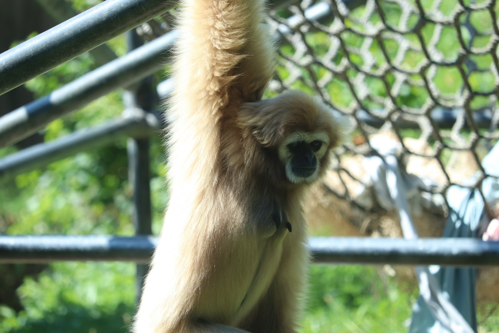 Peco Primate Reserve - White-Handed Gibbon