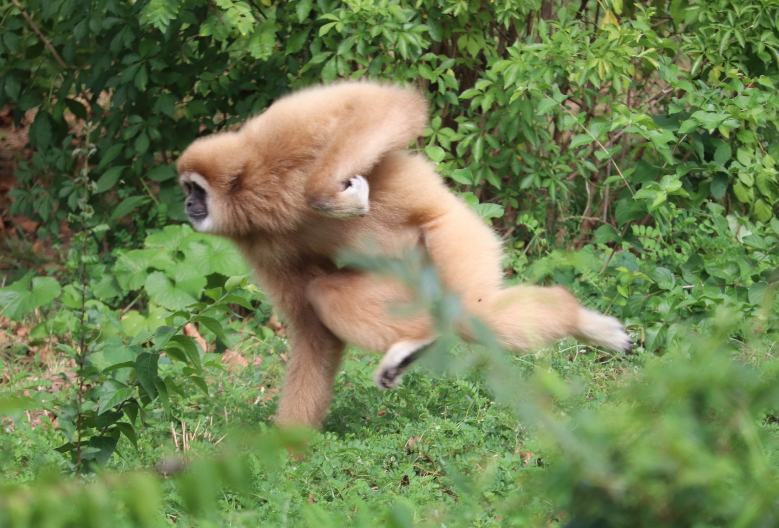 PECO Primate Reserve - White-Handed Gibbon