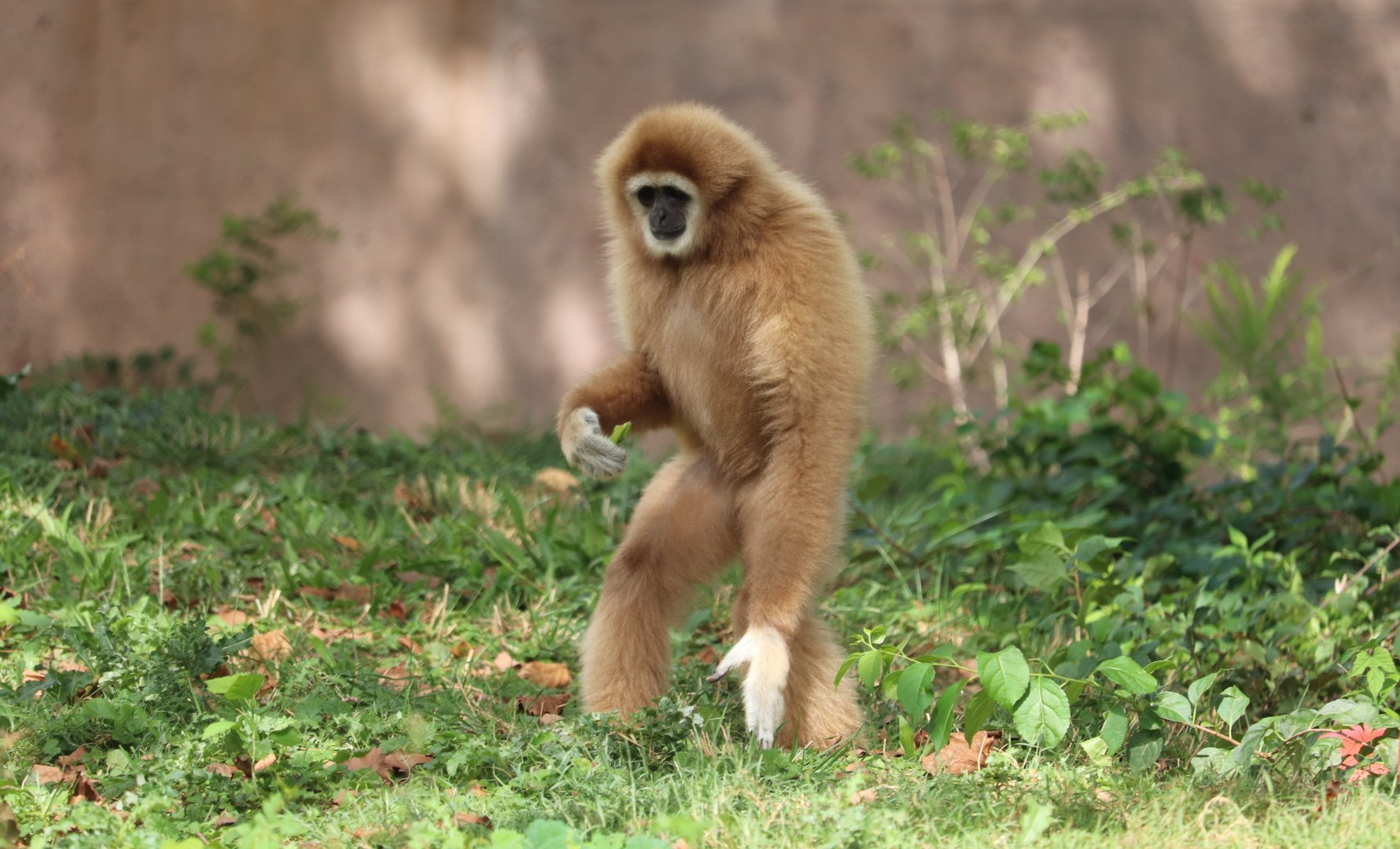 PECO Primate Reserve - White-Handed Gibbon