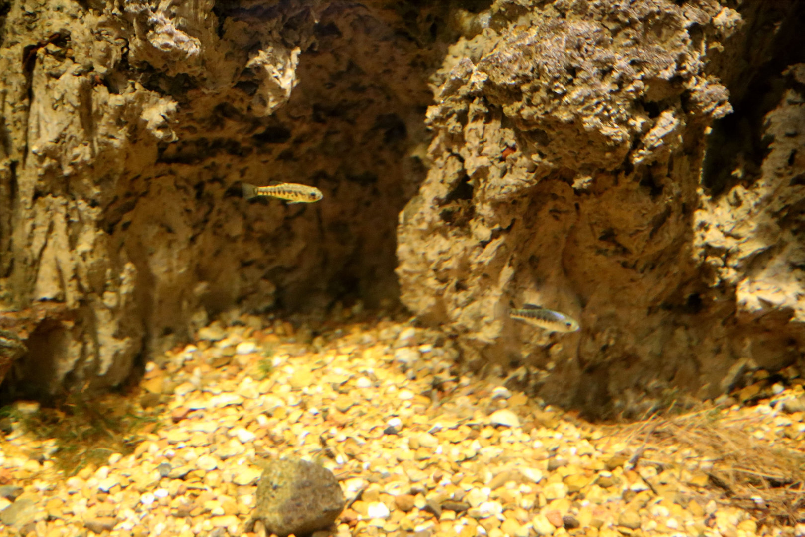 Pecos Pupfish (Cyprinodon pecosensis) Tank