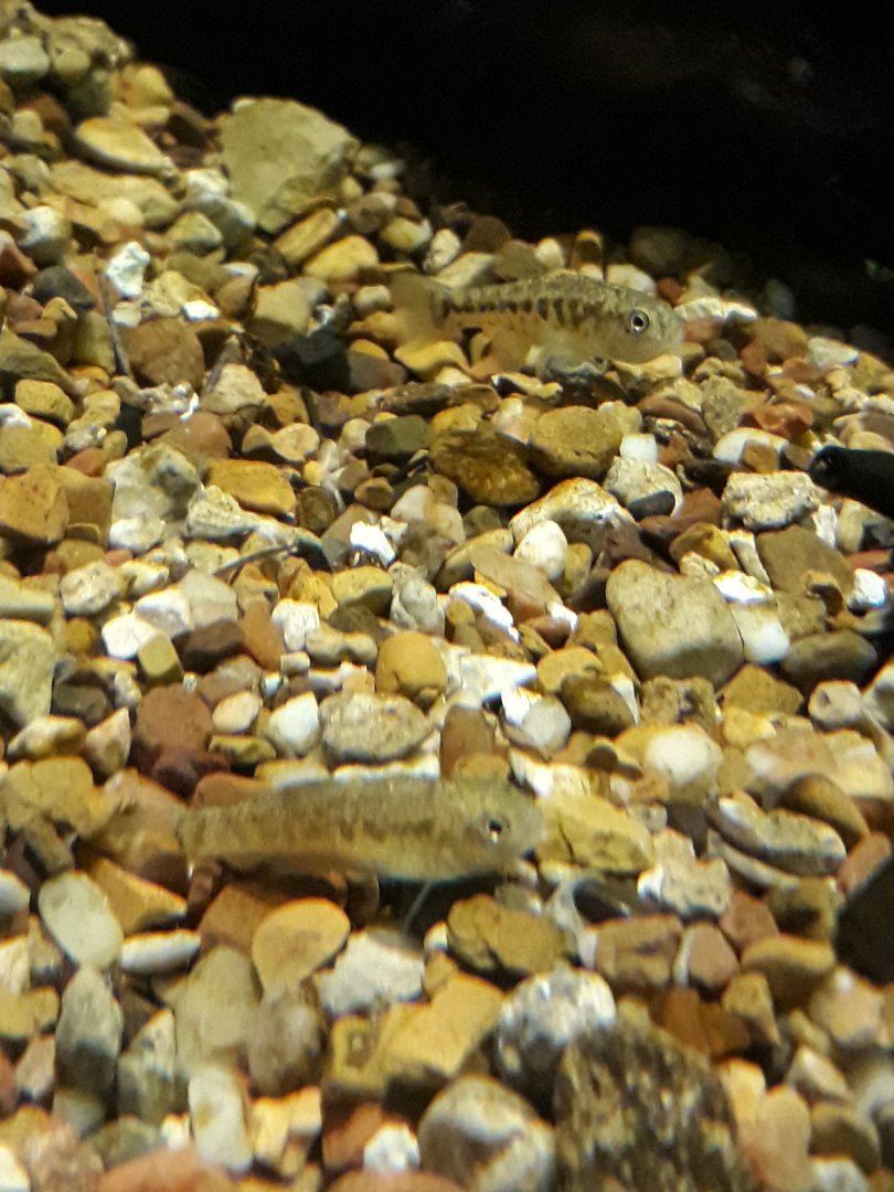 Pecos Pupfish