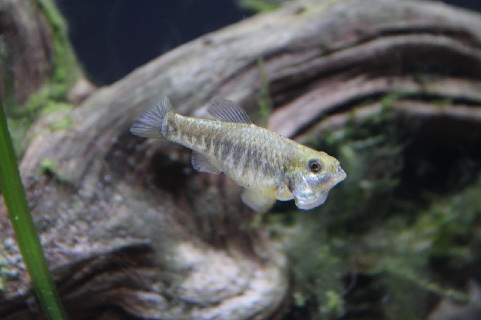Pecos Pupfish