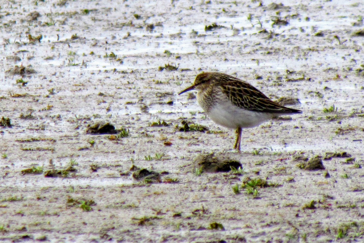 Pectoral Sandpiper