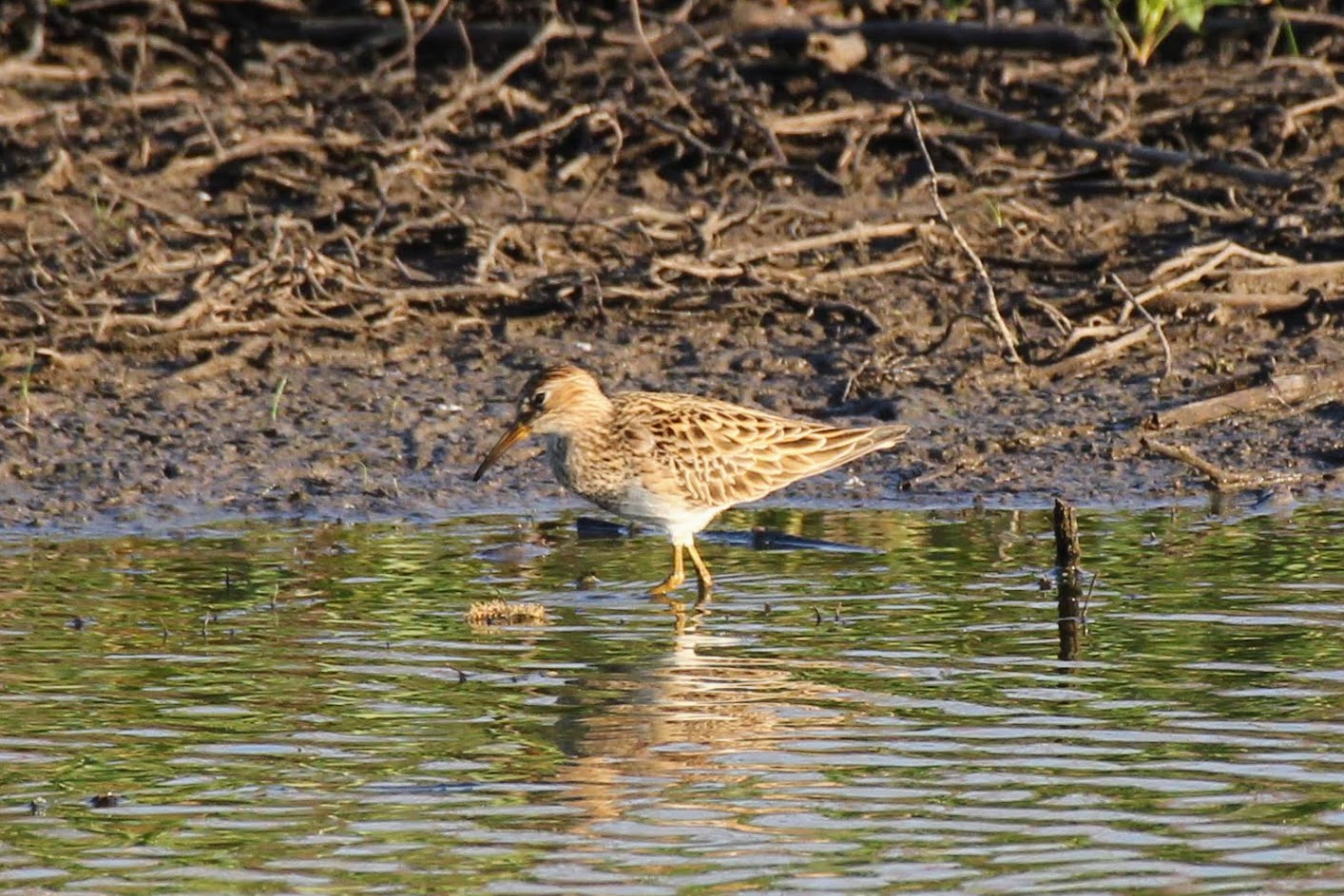 Pectoral Sandpiper