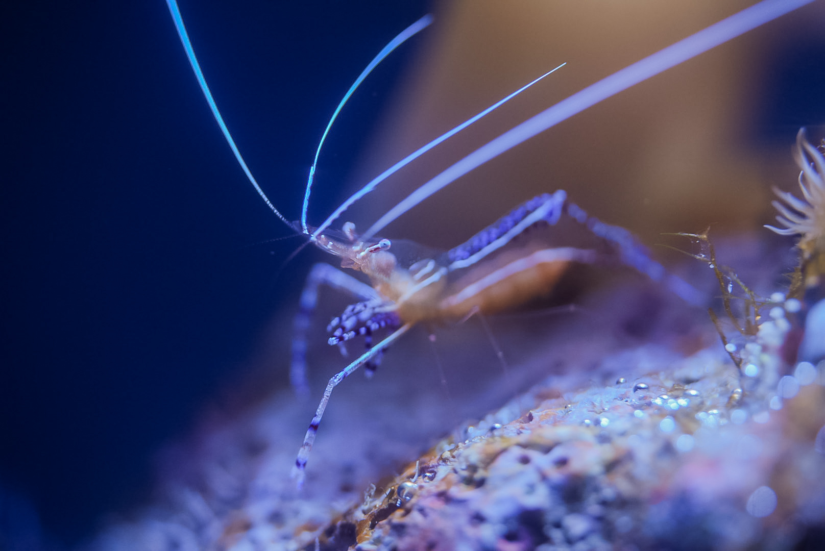 Pederson's Cleaner Shrimp