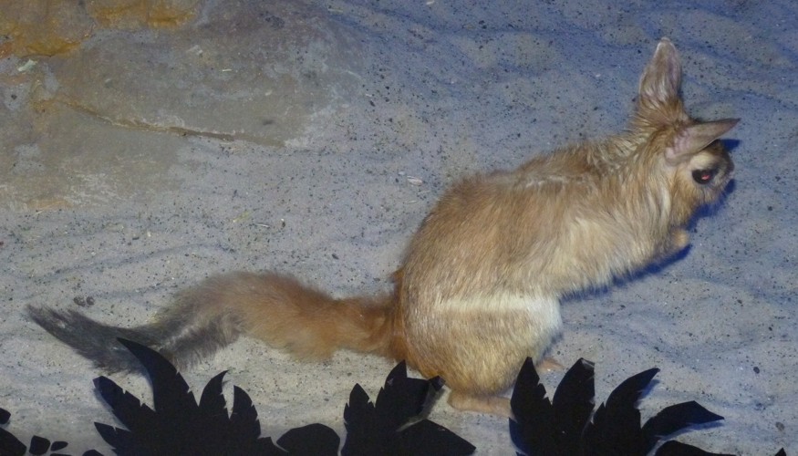 Pedetes Capensis 2 (22-7-17 Faunia)