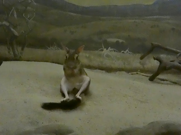 Pedetes capensis (photo in the night pavilion)