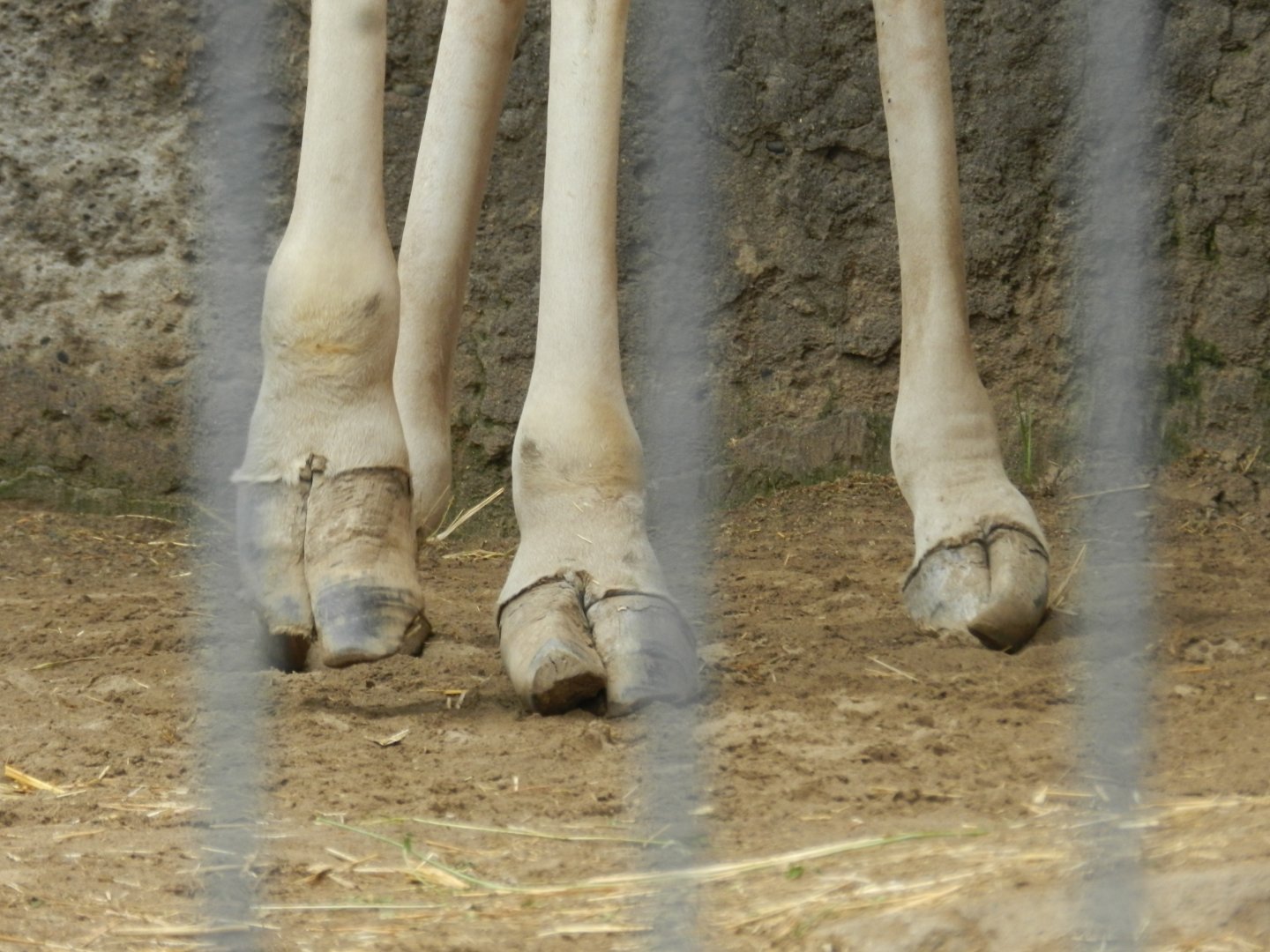 Pedicure needed - Santiago Zoo (Zoologico nacional)