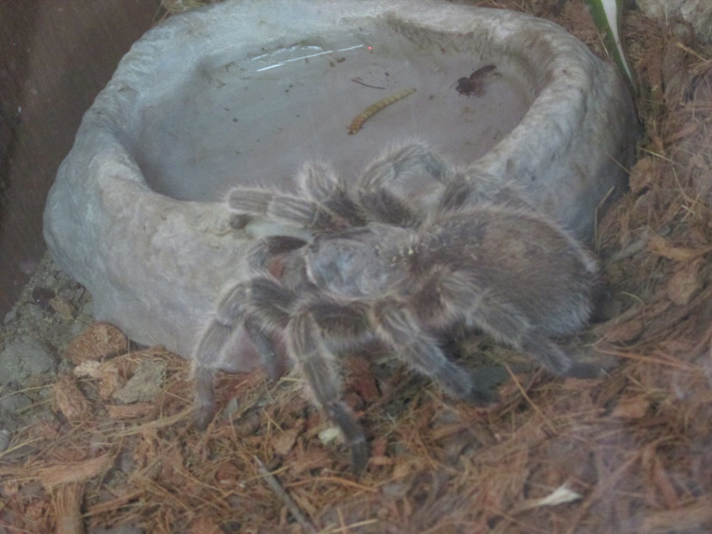 pedregal tarantula