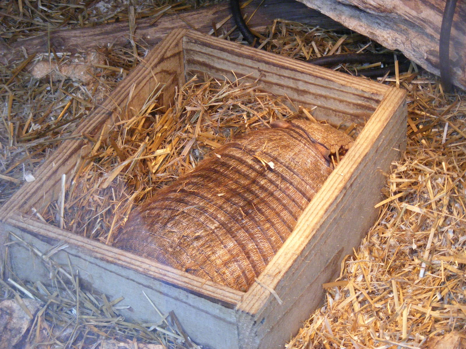 Pedro the hairy armadillo at Exmoor Zoo, 29 December 2010