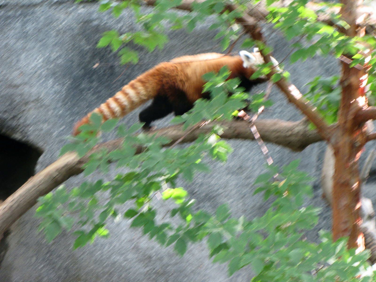 Peek-A-Boo Red Panda
