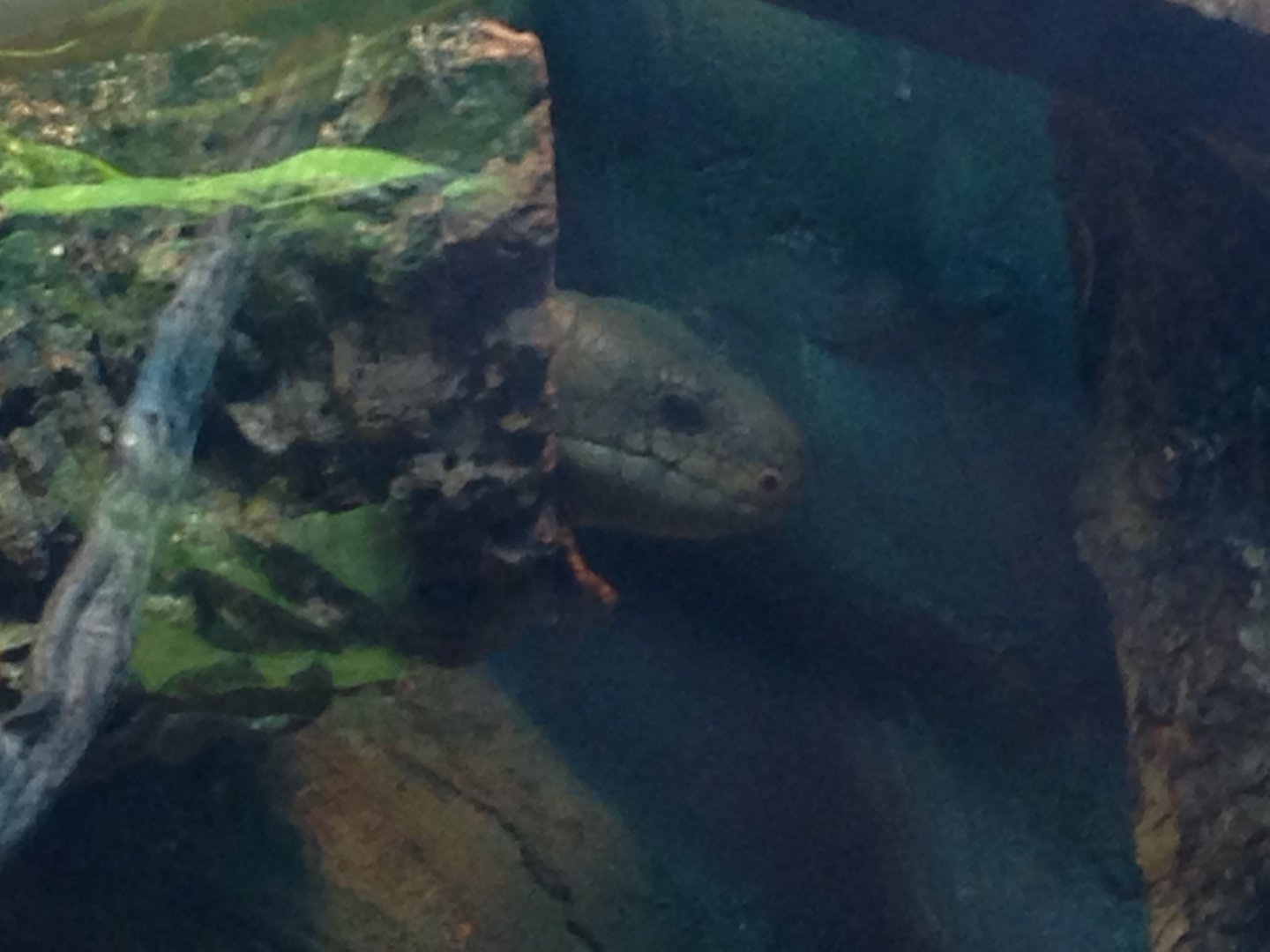 Peek-aboo with a prehensile-tailed skink