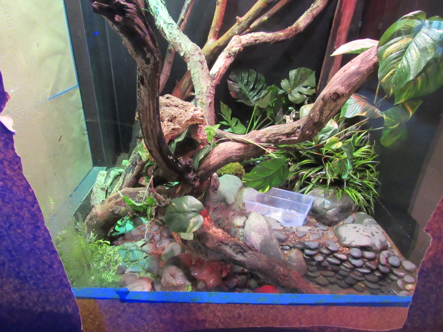 Peek at Green Tree Monitor Exhibit