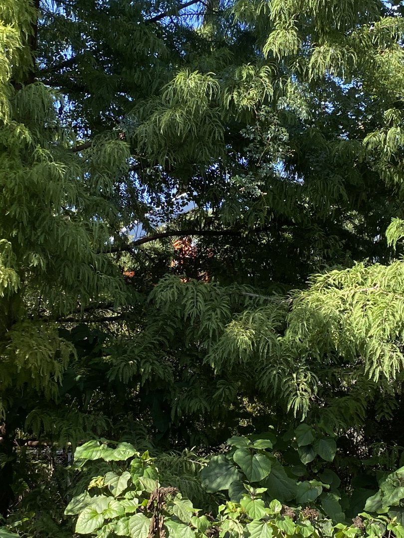 Peek at the South American Wetlands aviary for Birds of the World