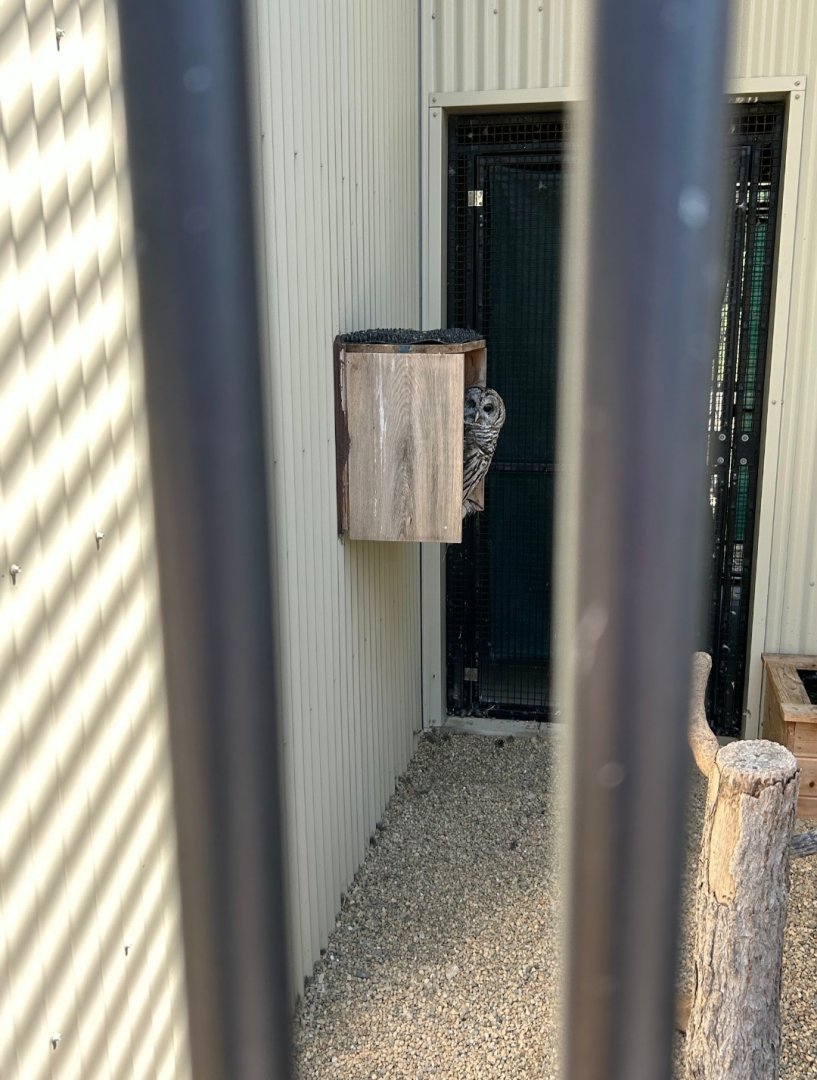 Peekaboo (Outdoor Discovery Center, Holland, MI, 8/8/25)