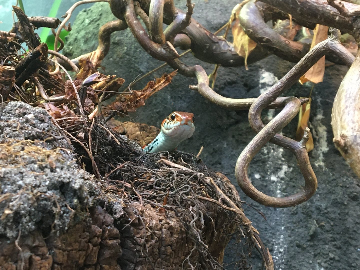 Peeking San Francisco gartersnake (Thamnophis sirtalis tetrataenia) in the reptile house