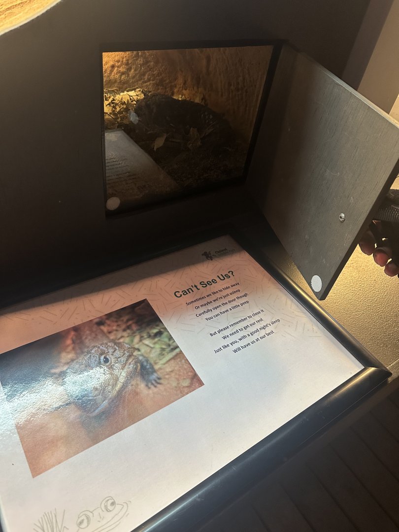 Peep hole into a lizards hidey hole