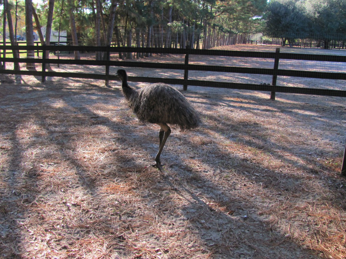 Peepers November 2010