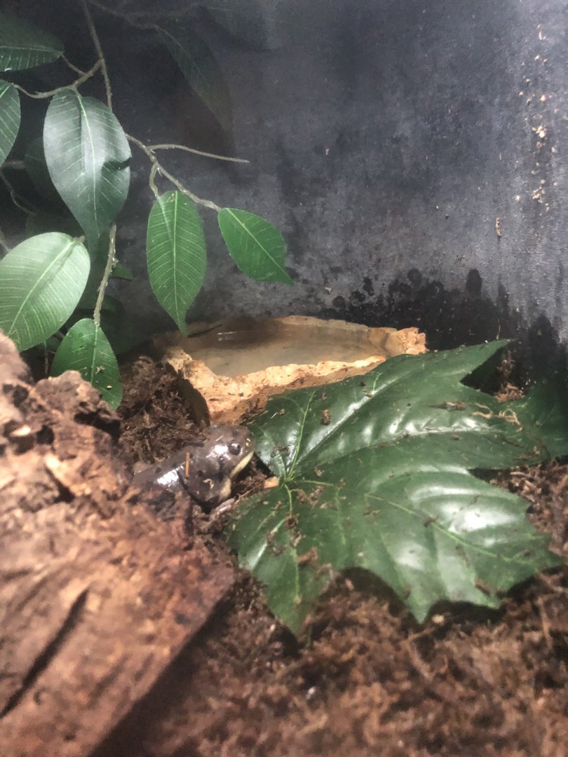 Peeping Tiger Salamander