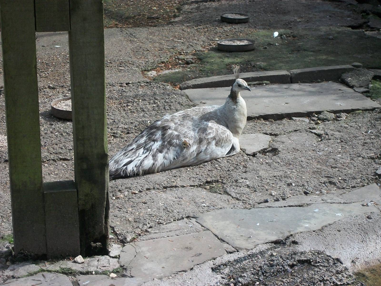 Peering out at the big wide world, 20th July 2014