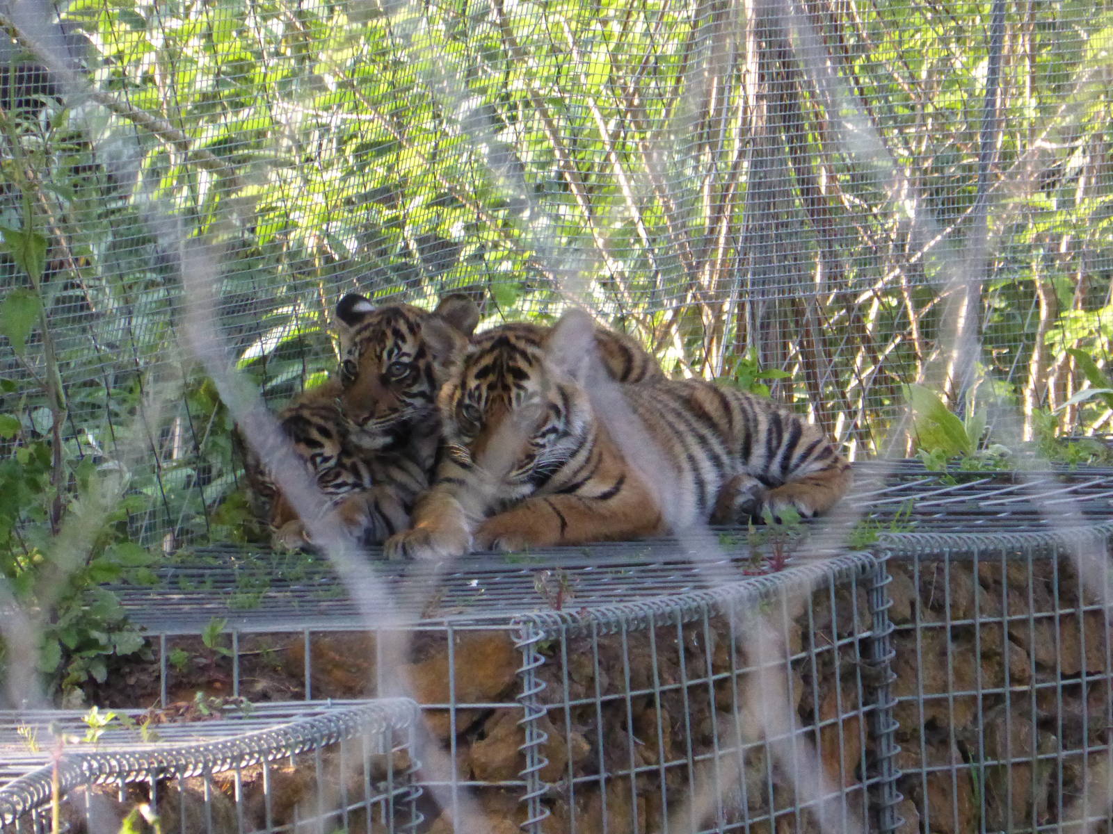 Peering thru the wire