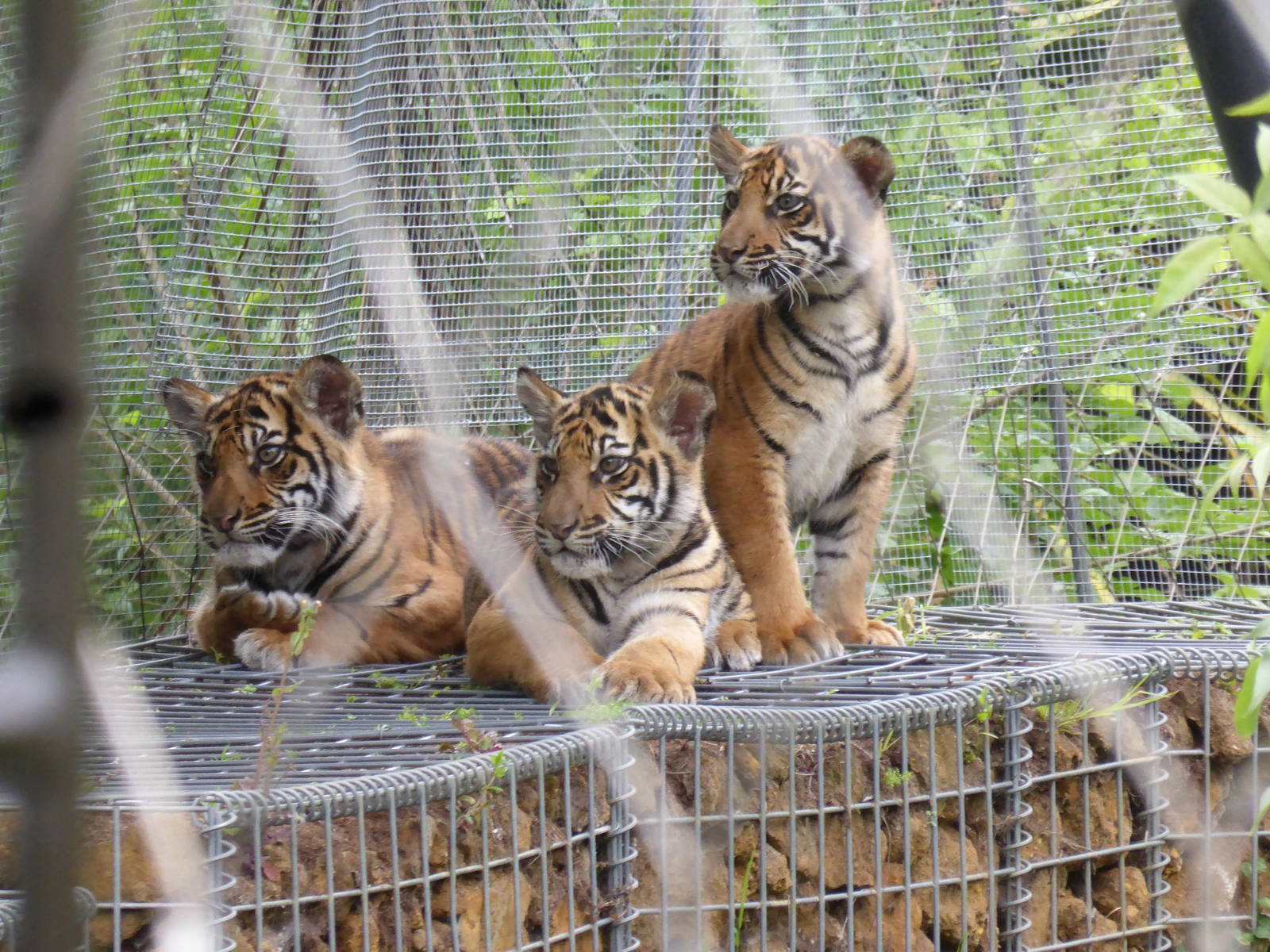 Peering thru the wire