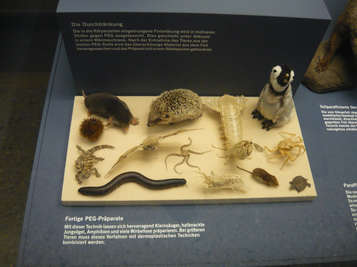 PEG taxidermy specimens