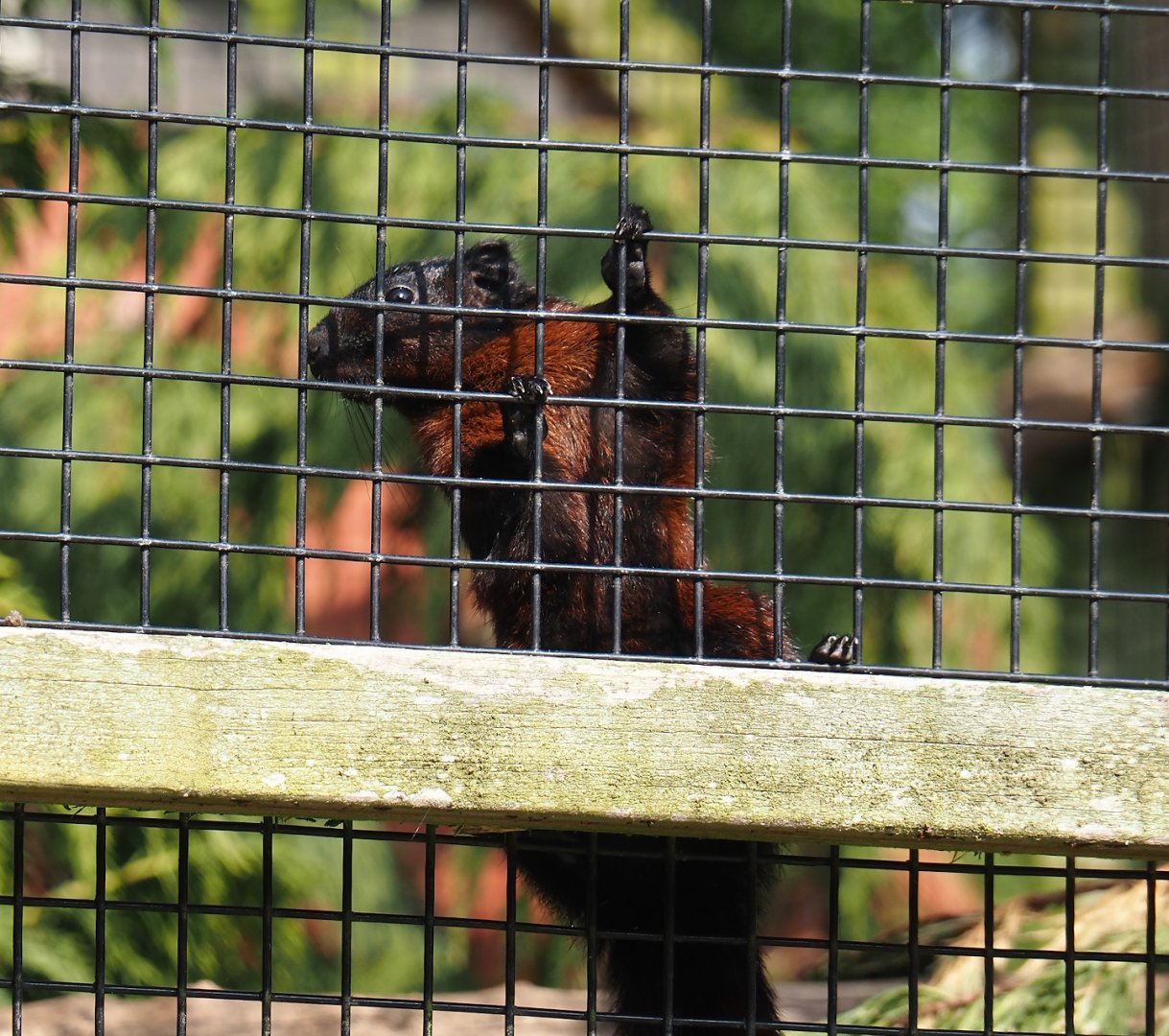 Pegu red squirrel (Callosciurus finlaysonii ferrugineus), 2024-05-11