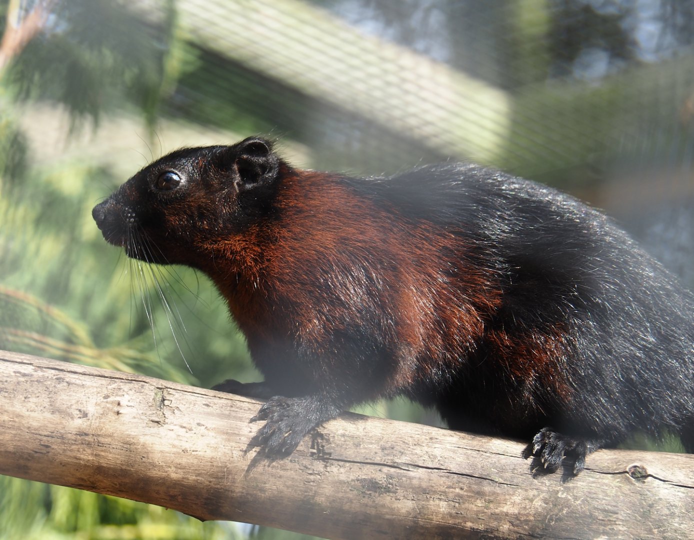 Pegu red squirrel (Callosciurus finlaysonii ferrugineus), 2024-05-11