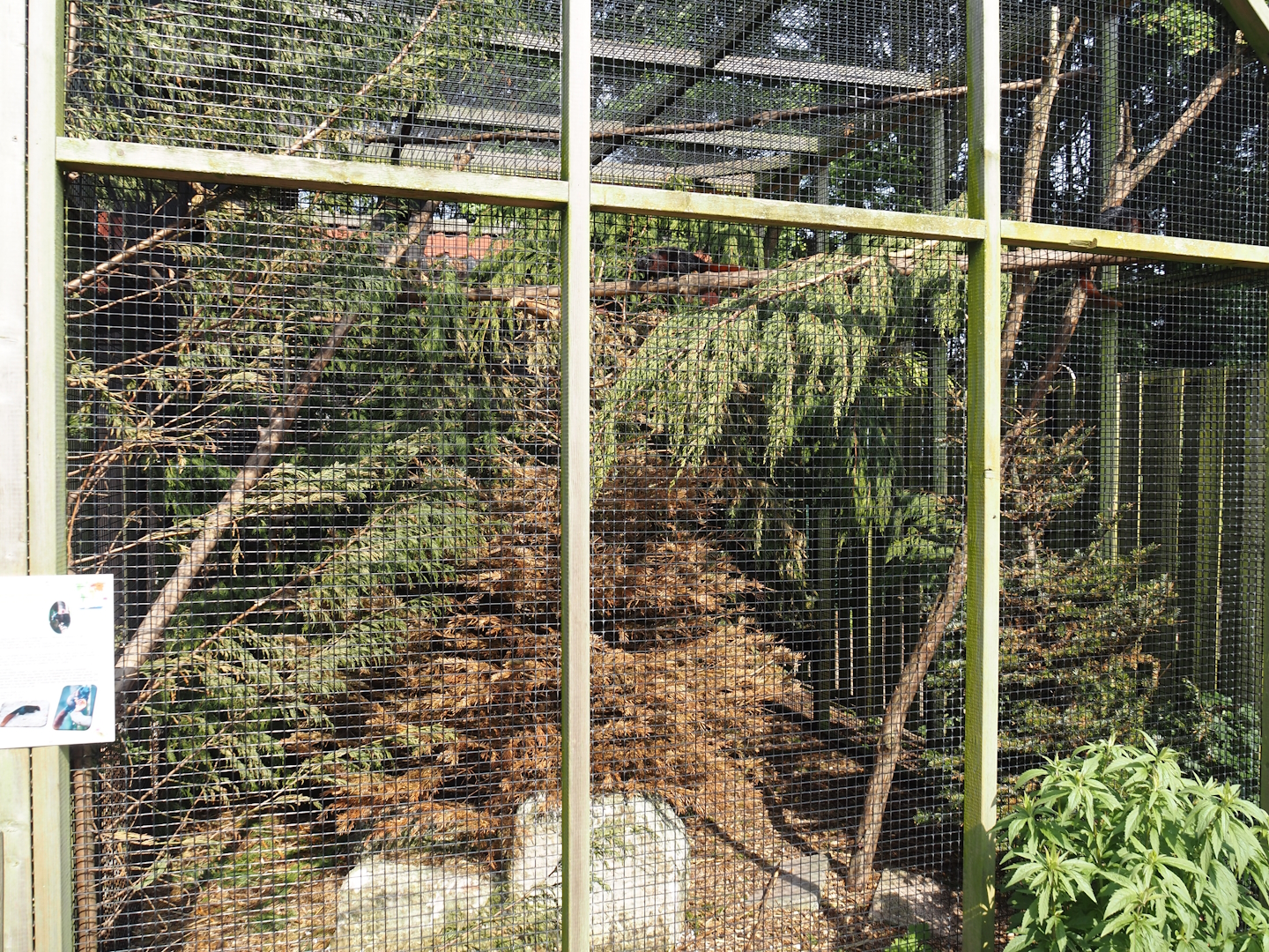 Pegu red squirrel exhibit, 2024-05-11