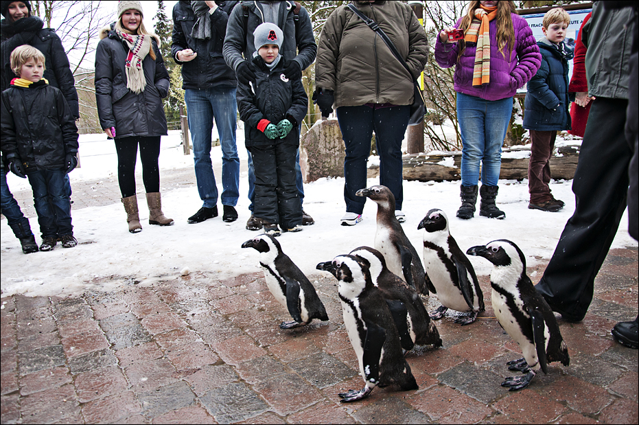 Peguinmarch at Münster