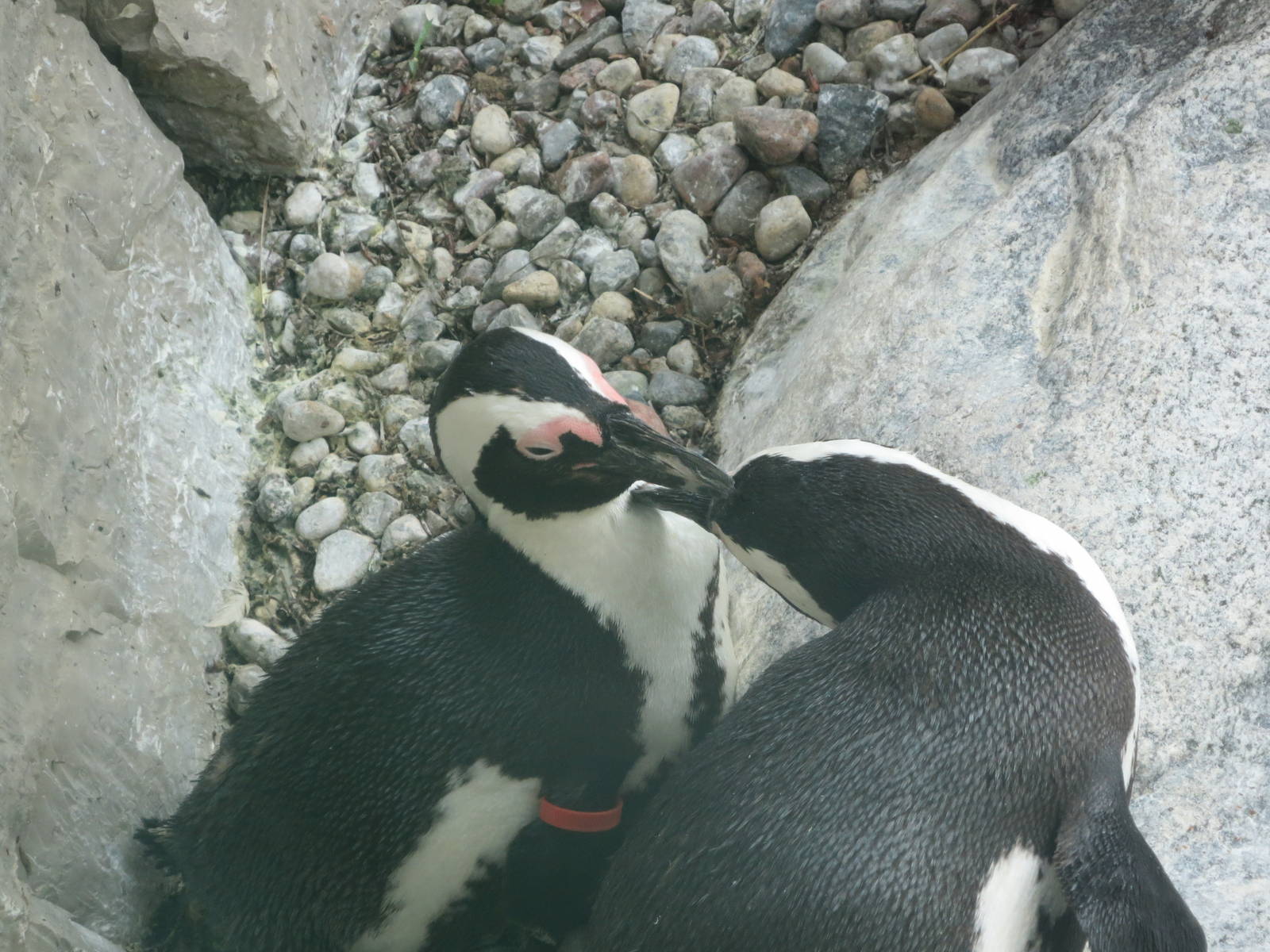 Peguins grooming each other