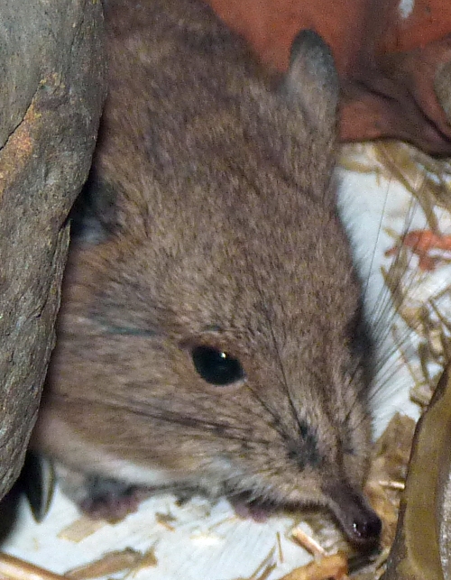 Pek-a-boo Round-eared elephant shrew (Macroscelides proboscideus)