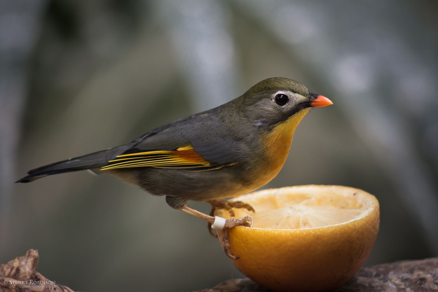 Pekin Robin - 28/09/2011