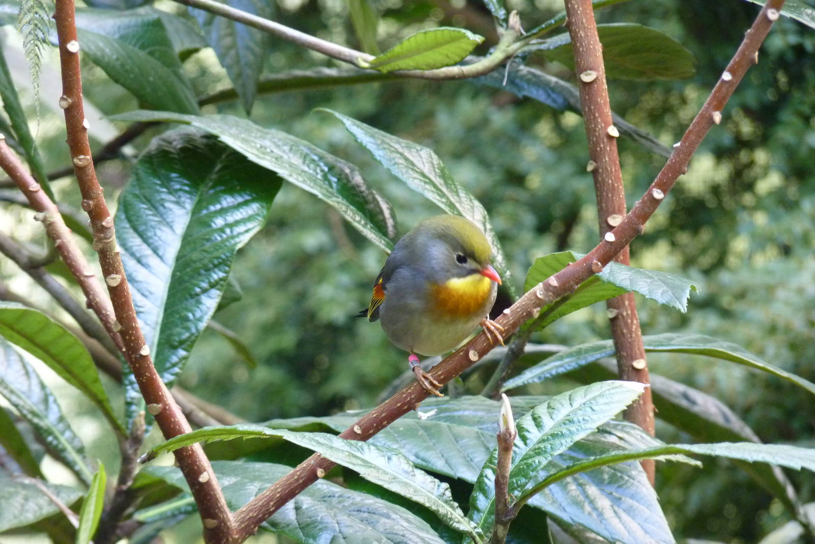 Pekin Robin, April 2013