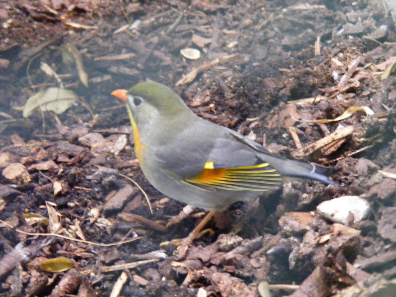 Pekin robin at Birdworld, 20 June 2010
