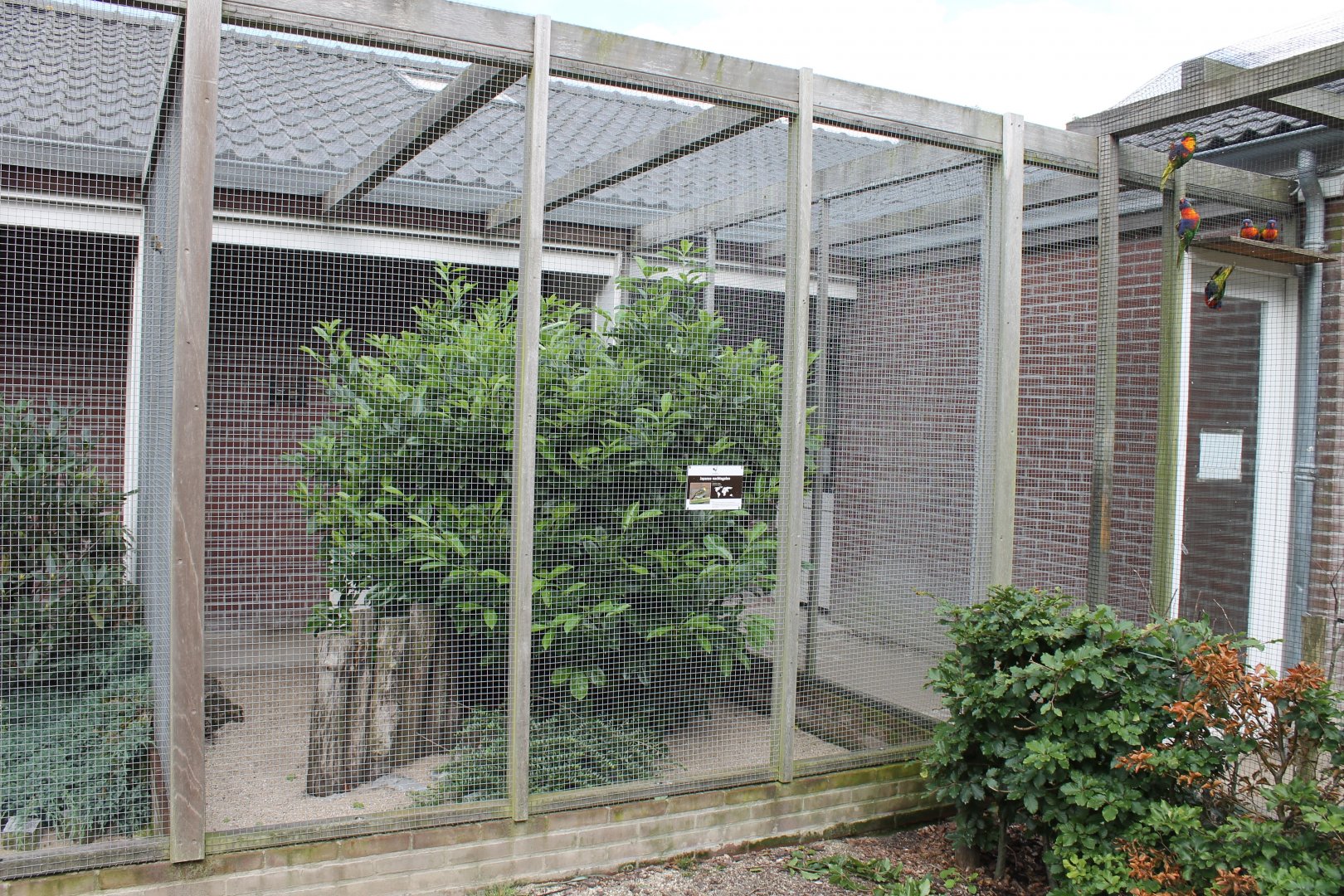 Pekin robin aviary - and Rainbow lorikeets