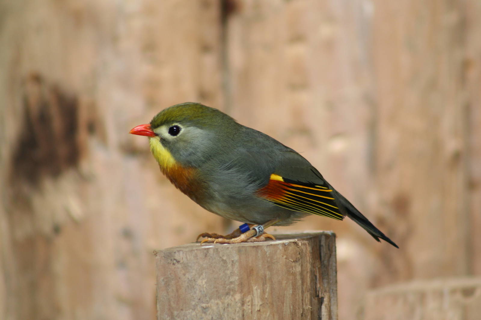 Pekin Robin @ Chester; 01.07.2011