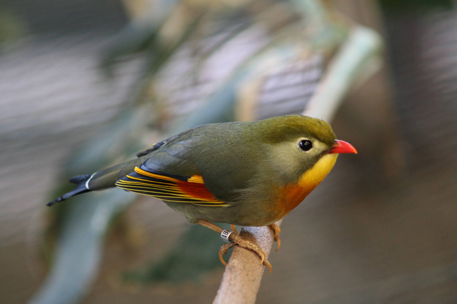 Pekin Robin @ Chester; 02.04.2015