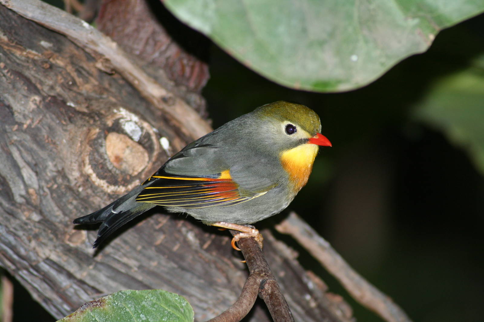 Pekin robin - Chester zoo  June 08