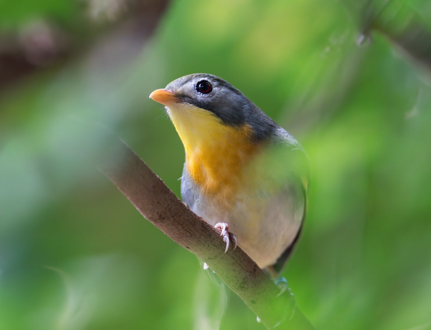 Pekin Robin, CWP, UK