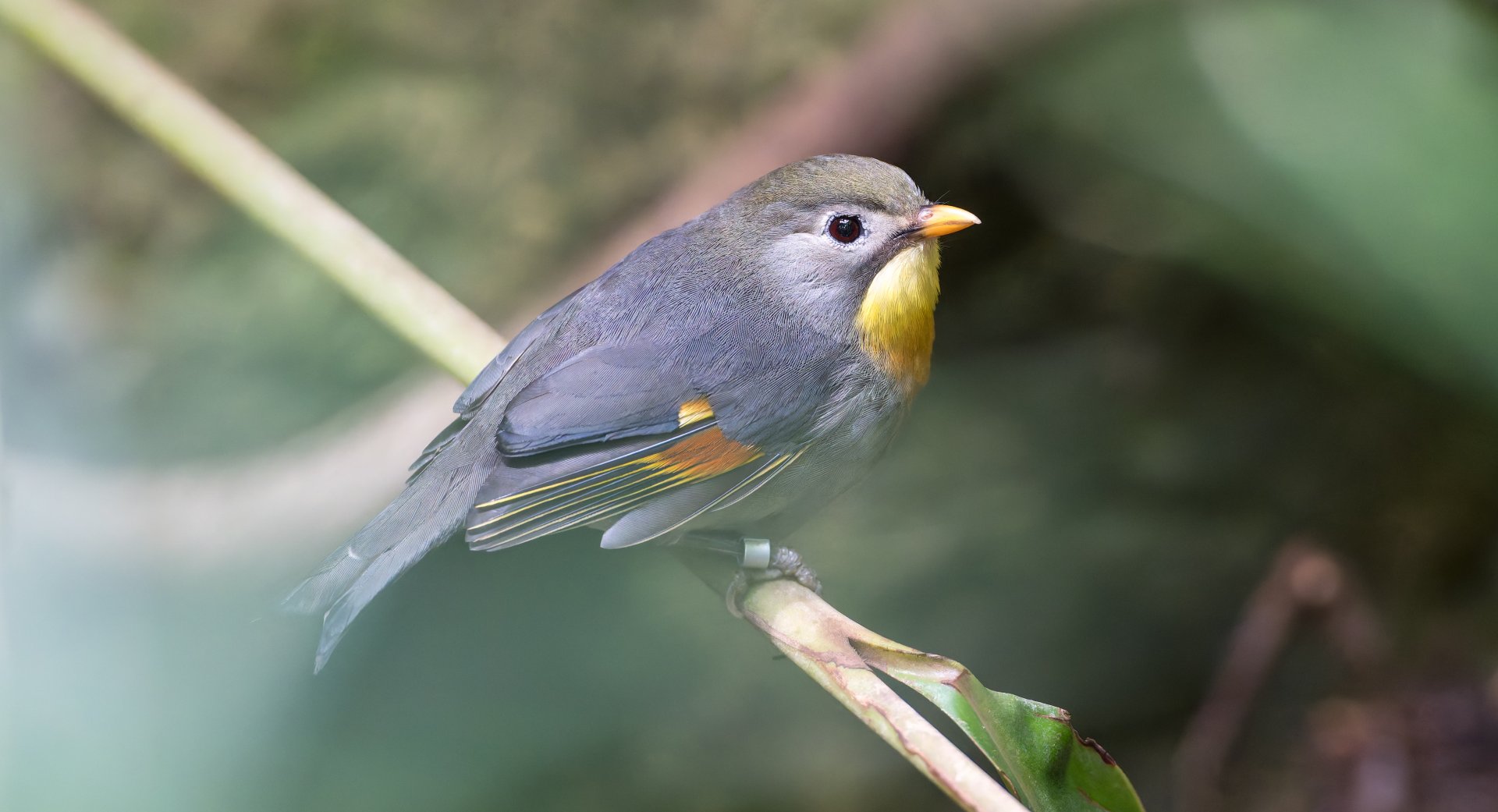Pekin Robin, CWP, UK