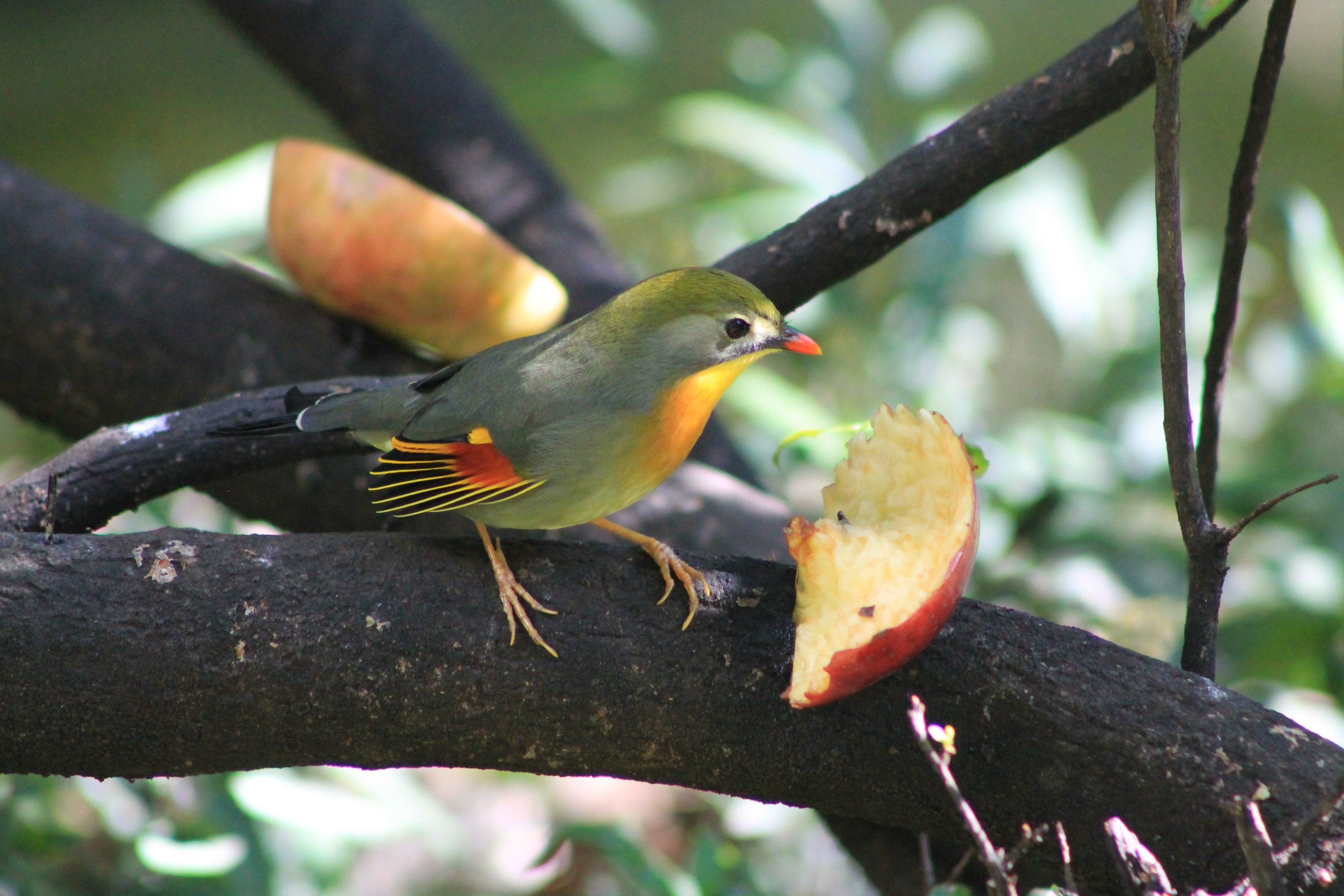 Pekin Robin (Leiothrix lutea)
