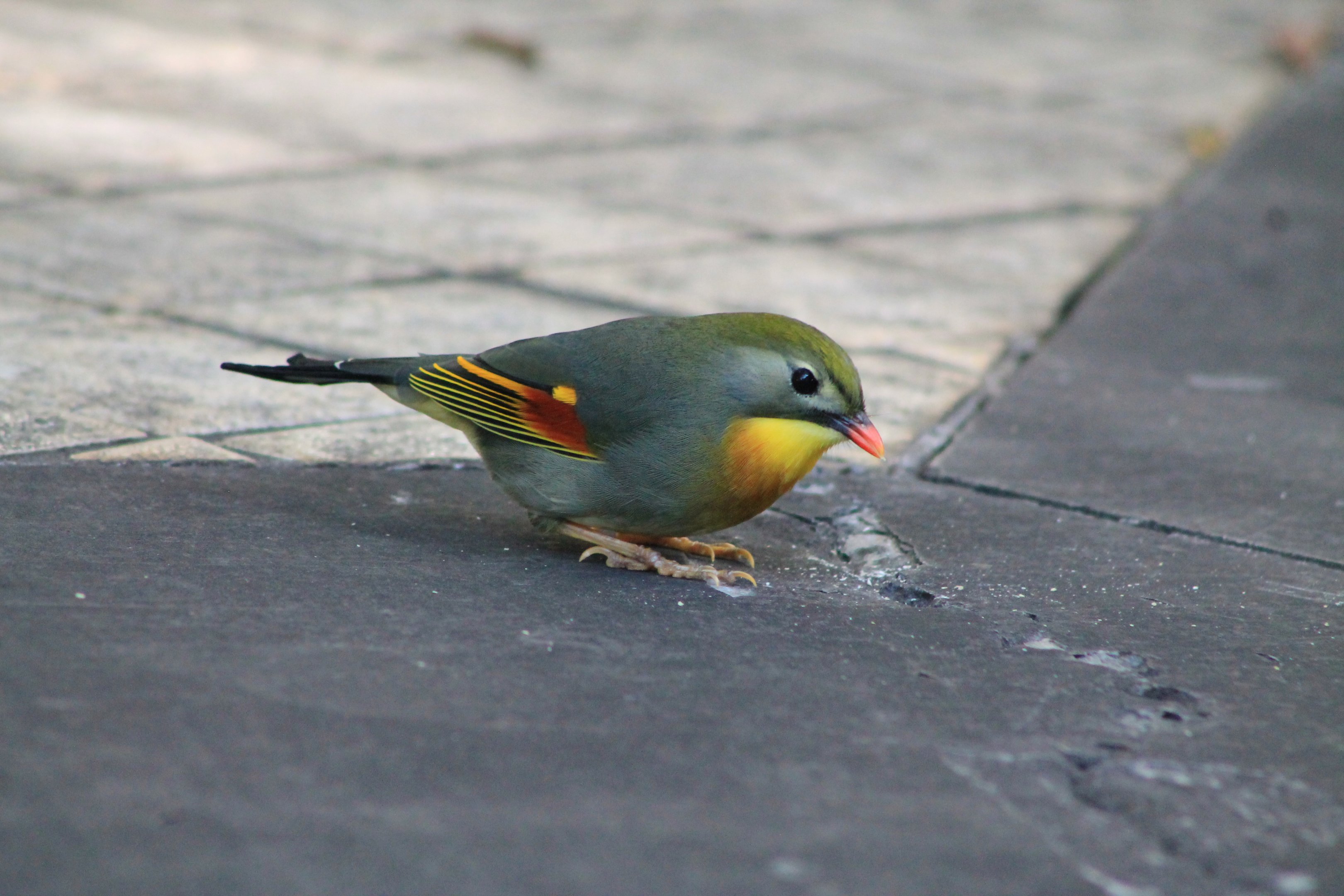 Pekin Robin (Leiothrix lutea)